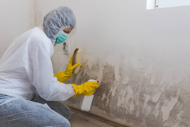 Trusted Rock Hill, NY Mold Remediation Experts